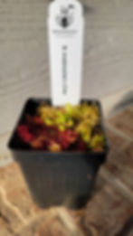 N. kinabaluensis x villosa seedling.