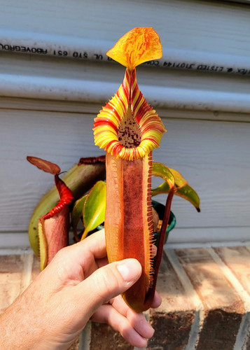 N. edwardsiana x veitchii 'Candy Dreams' | Nepenthesgod Plants