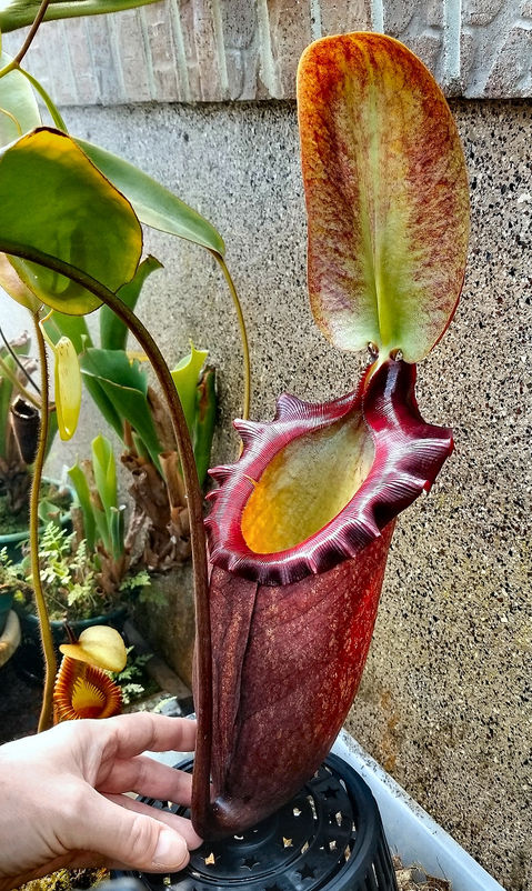 N. rajah lower pitcher.