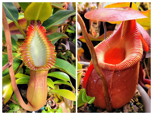 Nepenthes ×kinabaluensis ネペンテス ×キナバルエンシス How about this incredible Nepenthes x kinabaluensis growing in
