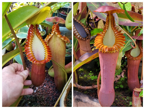 エンドウ N. edwardsiana x macrophylla | Nepenthesgod Plants