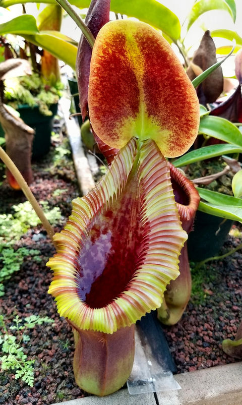 N. x trusmadiensis upper pitcher.