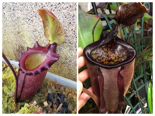 N. rajah x palawanensis | Nepenthesgod Plants