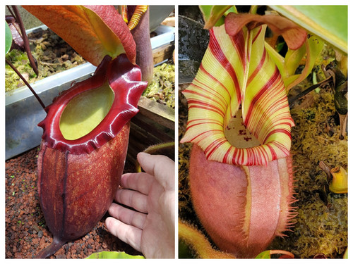 N. rajah x 'Candy Dreams' veitchii | Nepenthesgod Plants