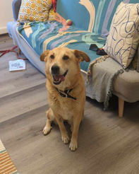 Lulu - ADOPTED!