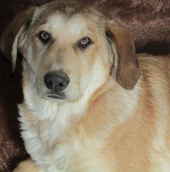 Bailey