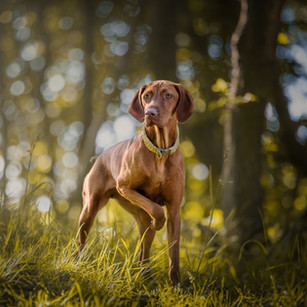 Viszla dog on dog shoot at Hile hole quarry, Markfield. 