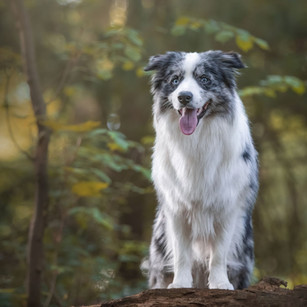 Beautiful black, grey and white collie with stunning blue eyes standing on fallen tree in stunning forest