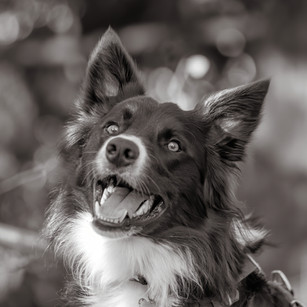 Collie dog photography in black and white
