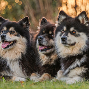 three finnish lapphunds with sunset background bokeh