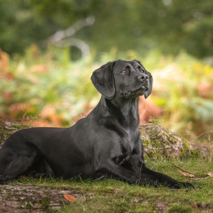 Working dog photography shoot with colourful ferns in background at bradgate park 