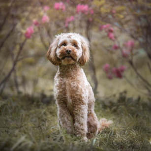 Cockapoo on a dog photography shoot in Market Bosworth Country park