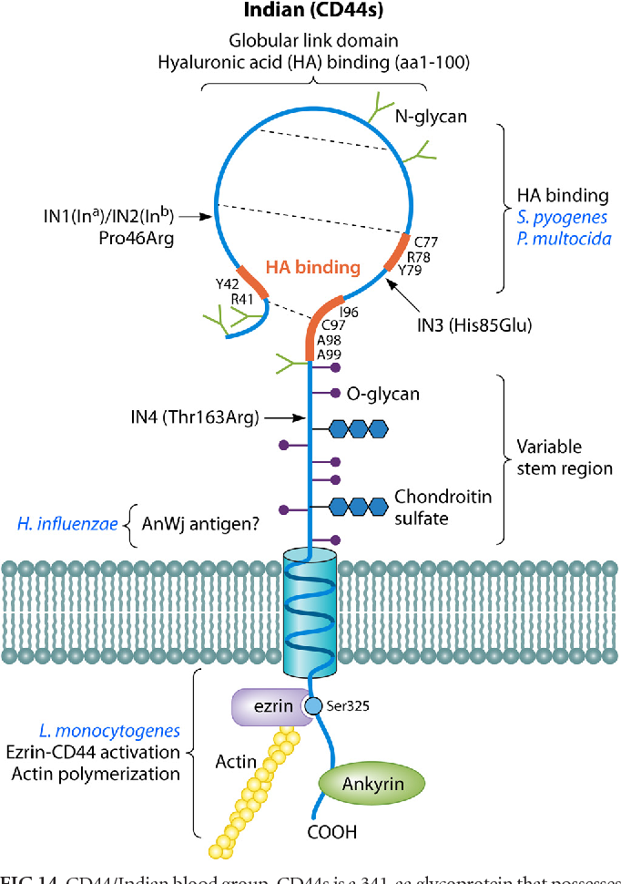 Miniatura: 1 Inmunohematología AGO