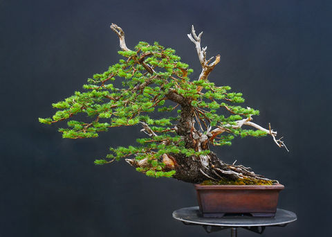 First Branch Bonsai