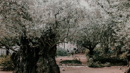 Garden of Gethsemane: Easter Reflection