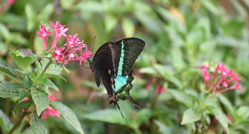Birds & Butterfly