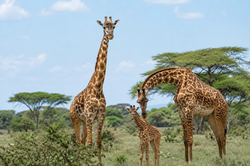 Experience giraffes with virtual reality