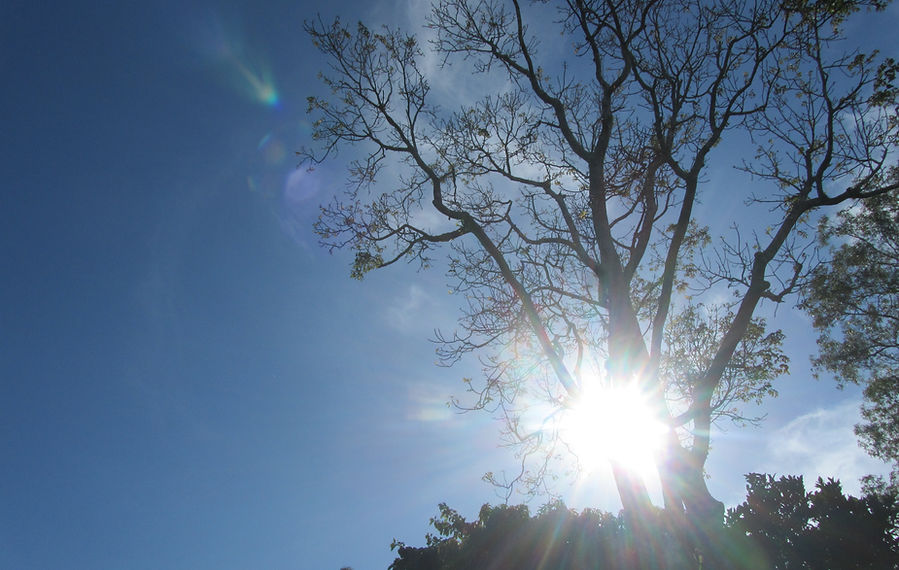 sun through the trees