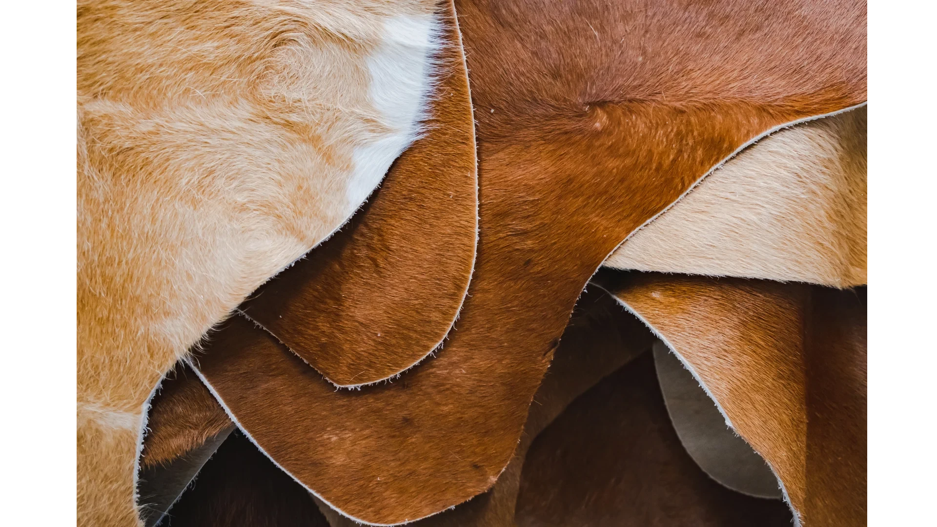 How To Clean A Cowhide Rug? The Complete Guide Zosack