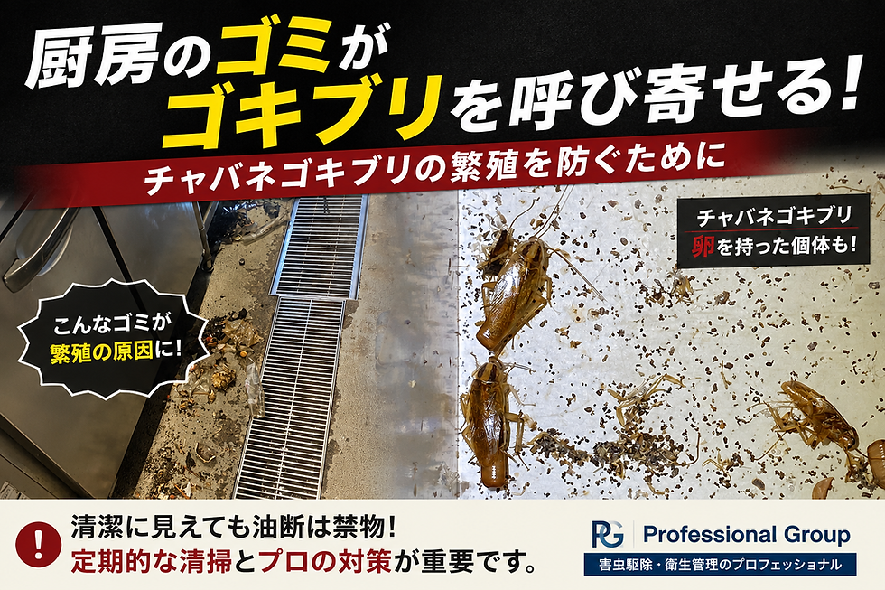 飲食店でゴキブリが発生する原因とは?清潔なお店でも必要な害虫対策をプロが解説