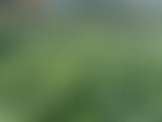 Explora los Beneficios del Cultivo Patagónico de Cannabis
