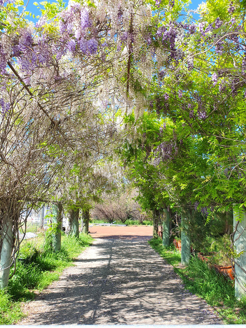 Wisteria