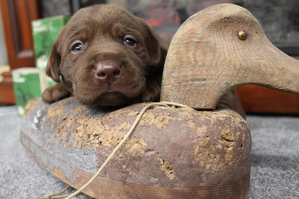 choc pup