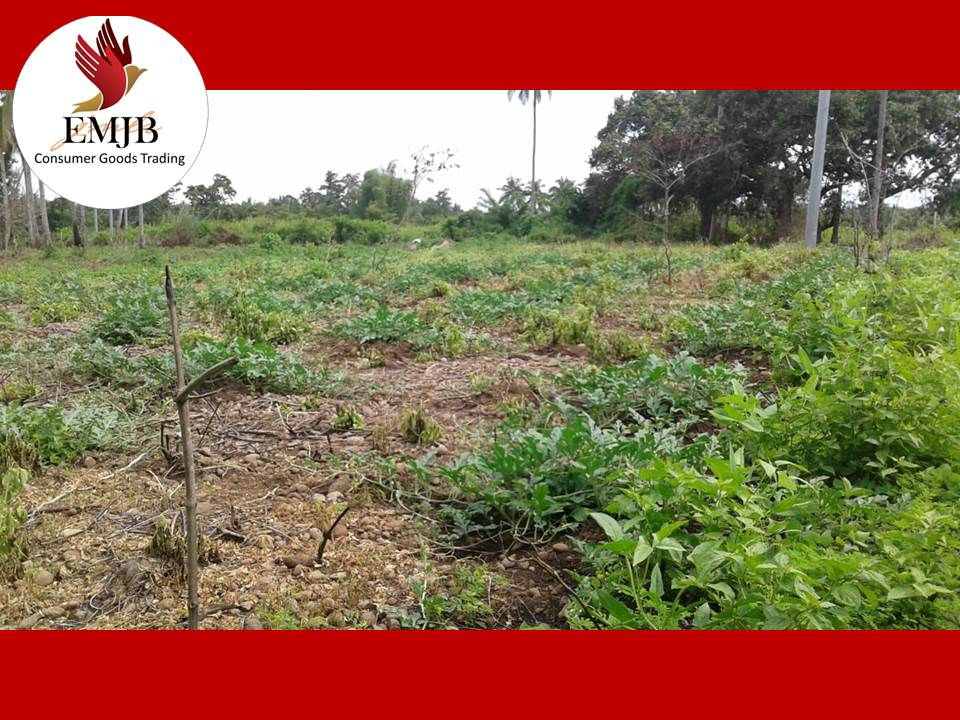 Thumbnail: Balubal 5.6 Hectares