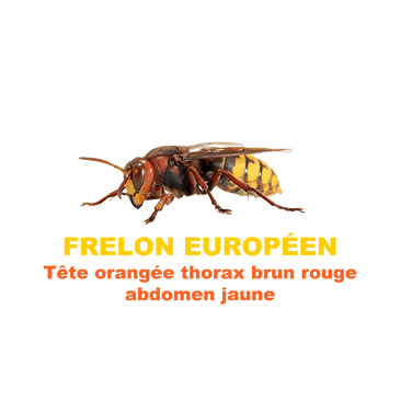 frelon européen