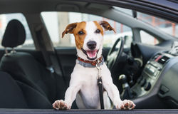 Salina KS Pet Hair Removal