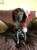 Zephyr is always a cutie especially in Santa's hat.