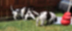 Small Munsterlander Puppies from Cedars Point Kennel in their K9 play pen