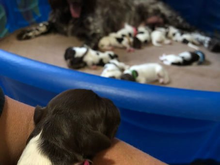 How Early Microbiome Development Shapes Small Munsterlander Puppy Health, Temperament, and Food Drive