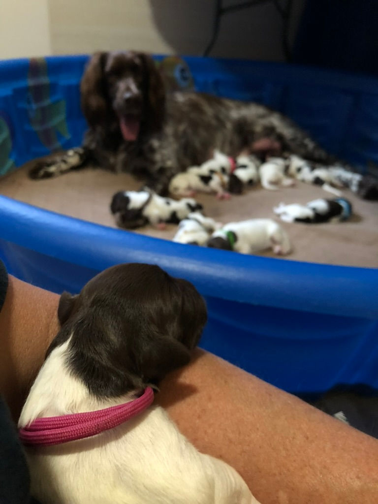 How Early Microbiome Development Shapes Small Munsterlander Puppy Health, Temperament, and Food Drive