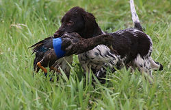 Angus Hunts Sirius' first duck search