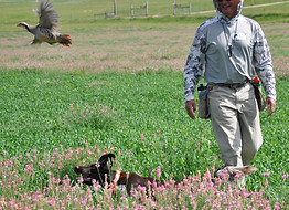 Glizy during NA field test.