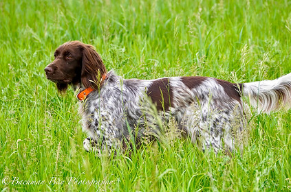 Soda standing her point during her UT test with NAVHDA.