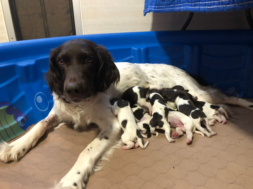 Yetta finally arrives home after her c-section. The Bold Mix Crew.