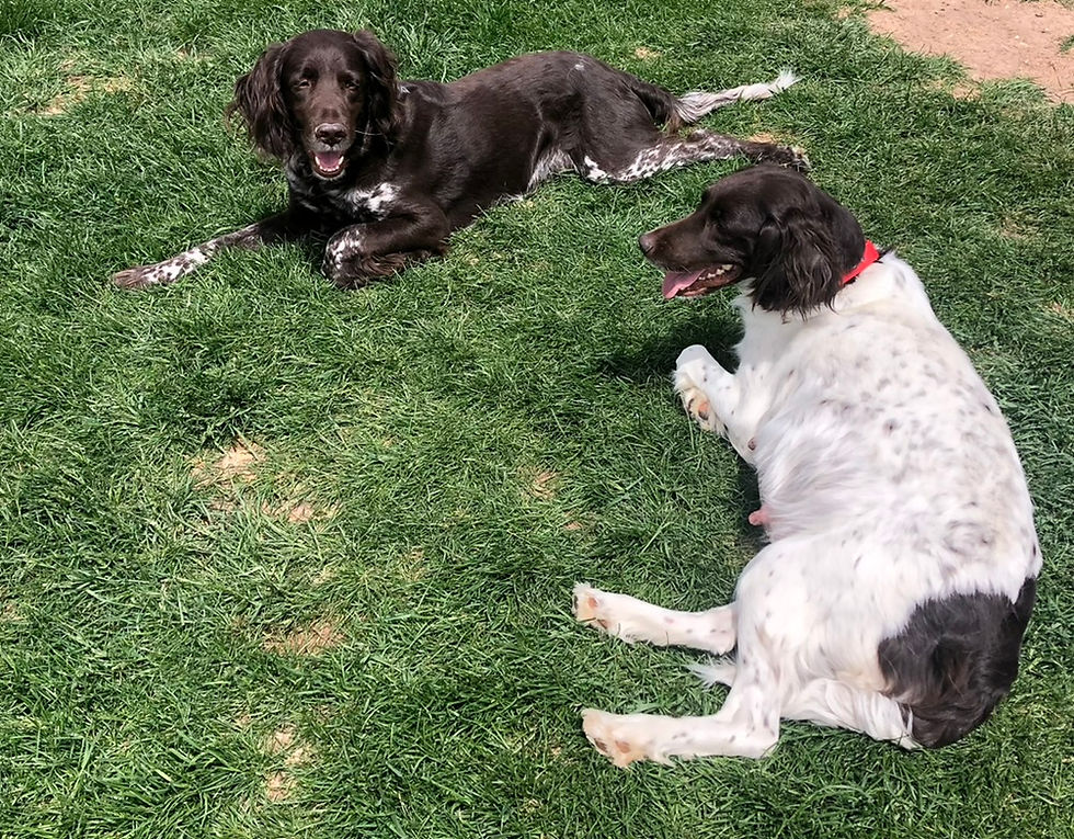 Cedar and Yetta from Cedars Point Kennel