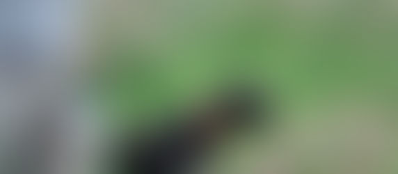 Cedars Point Glitzy Spitz in field portion of NAVHDA Natural Ability Test