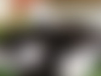 Cedars Point Small Munsterlander Puppies