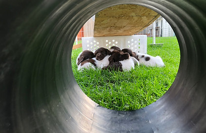 Cedars Point Kennel Small Munsterlander puppies all played out and resting