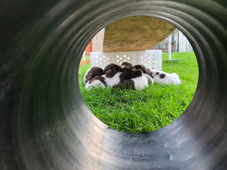 Cedars Point Kennel H Litter Chillin'