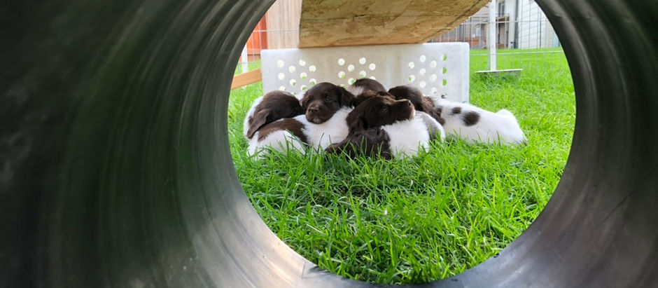 Cedars Point Kennel H Litter Chillin'