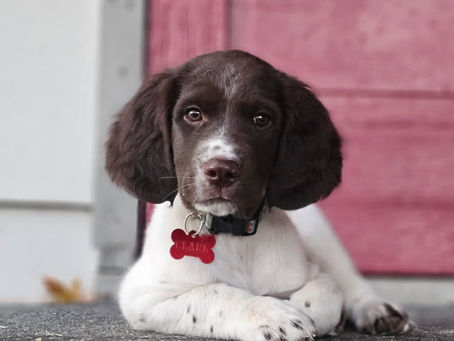 Cedars Point I'm Your Huckleberry