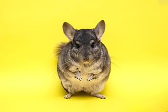cute-gray-chinchilla-sitting-on-a-yellow-background_t20_WJ8pvw.jpg