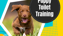 Puppy Toilet Training