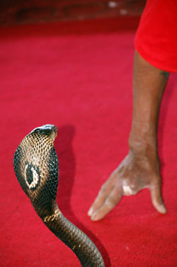 Cobra and Missing Finger