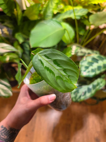Maranta Cristata