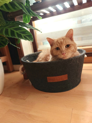 für Katzen ungiftige Zimmerpflanze 